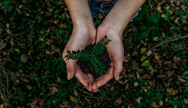 Two hands holding a plant that's about to be planted into the ground